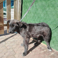 CHRIS, Hund, Mischlingshund in Spanien - Bild 14