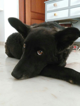CHRIS, Hund, Mischlingshund in Spanien - Bild 16