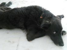 CHRIS, Hund, Mischlingshund in Spanien - Bild 17
