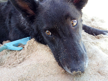 CHRIS, Hund, Mischlingshund in Spanien - Bild 18