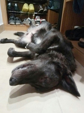 CHRIS, Hund, Mischlingshund in Spanien - Bild 20