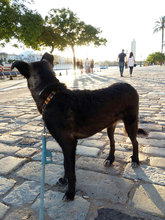 CHRIS, Hund, Mischlingshund in Spanien - Bild 22