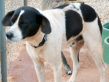 ASTERIAS, Hund, Mischlingshund in Griechenland - Bild 2