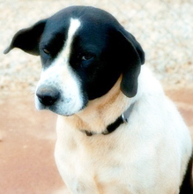 ASTERIAS, Hund, Mischlingshund in Griechenland - Bild 3
