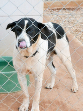 ASTERIAS, Hund, Mischlingshund in Griechenland - Bild 4