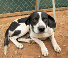 ASTERIAS, Hund, Mischlingshund in Griechenland - Bild 6