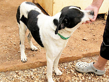 ASTERIAS, Hund, Mischlingshund in Griechenland - Bild 7