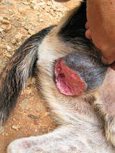 ASTERIAS, Hund, Mischlingshund in Griechenland - Bild 8