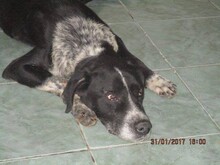 LUCKY, Hund, Mischlingshund in Rumänien - Bild 1