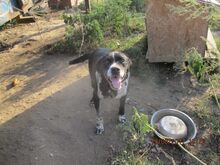 LUCKY, Hund, Mischlingshund in Rumänien - Bild 10