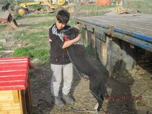 LUCKY, Hund, Mischlingshund in Rumänien - Bild 13