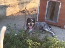 LUCKY, Hund, Mischlingshund in Rumänien - Bild 24