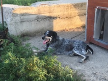 LUCKY, Hund, Mischlingshund in Rumänien - Bild 27