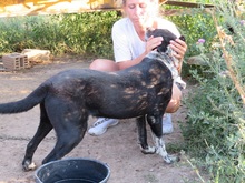 LUCKY, Hund, Mischlingshund in Rumänien - Bild 28