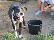 LUCKY, Hund, Mischlingshund in Rumänien - Bild 29