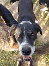 LUCKY, Hund, Mischlingshund in Rumänien - Bild 30
