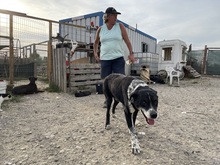 LUCKY, Hund, Mischlingshund in Rumänien - Bild 35