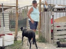LUCKY, Hund, Mischlingshund in Rumänien - Bild 36