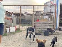 LUCKY, Hund, Mischlingshund in Rumänien - Bild 37