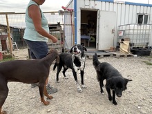 LUCKY, Hund, Mischlingshund in Rumänien - Bild 38