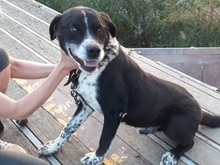 LUCKY, Hund, Mischlingshund in Rumänien - Bild 4