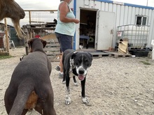 LUCKY, Hund, Mischlingshund in Rumänien - Bild 40