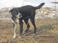 LUCKY, Hund, Mischlingshund in Rumänien - Bild 5