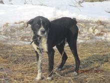 LUCKY, Hund, Mischlingshund in Rumänien - Bild 7