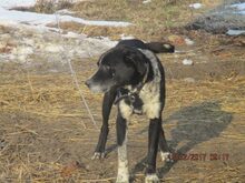 LUCKY, Hund, Mischlingshund in Rumänien - Bild 9