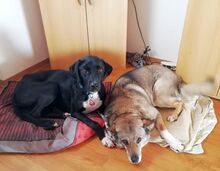 MILO, Hund, Mischlingshund in Lichtenau - Bild 13