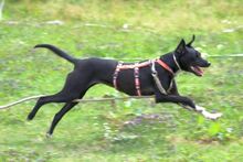 MILO, Hund, Mischlingshund in Lichtenau - Bild 14