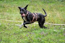 MILO, Hund, Mischlingshund in Lichtenau - Bild 15