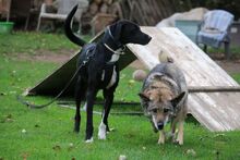 MILO, Hund, Mischlingshund in Lichtenau - Bild 18