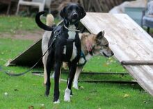 MILO, Hund, Mischlingshund in Lichtenau - Bild 19