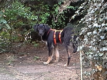 BATU, Hund, Mischlingshund in Groß-Gerau - Bild 7