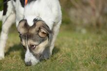 TRUDE, Hund, Mischlingshund in Bornheim - Bild 1