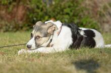 TRUDE, Hund, Mischlingshund in Bornheim - Bild 10
