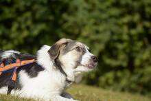 TRUDE, Hund, Mischlingshund in Bornheim - Bild 11