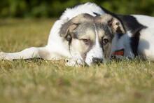 TRUDE, Hund, Mischlingshund in Bornheim - Bild 12