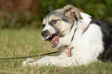 TRUDE, Hund, Mischlingshund in Bornheim - Bild 13