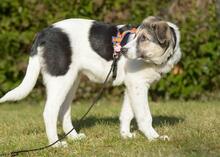 TRUDE, Hund, Mischlingshund in Bornheim - Bild 14