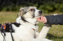 TRUDE, Hund, Mischlingshund in Bornheim - Bild 15