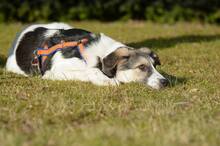 TRUDE, Hund, Mischlingshund in Bornheim - Bild 16