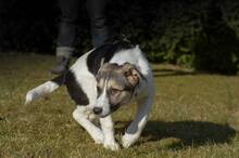 TRUDE, Hund, Mischlingshund in Bornheim - Bild 17