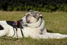 TRUDE, Hund, Mischlingshund in Bornheim - Bild 18