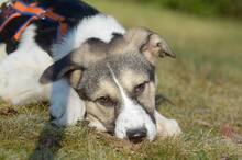 TRUDE, Hund, Mischlingshund in Bornheim - Bild 19