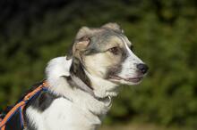 TRUDE, Hund, Mischlingshund in Bornheim - Bild 2