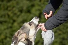 TRUDE, Hund, Mischlingshund in Bornheim - Bild 20
