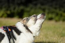 TRUDE, Hund, Mischlingshund in Bornheim - Bild 22