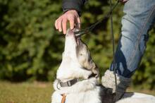 TRUDE, Hund, Mischlingshund in Bornheim - Bild 23